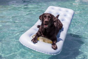 A chocolate labrador floats on a white raft in pool water.